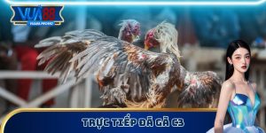 Xem Trực Tiếp Đá Gà C3