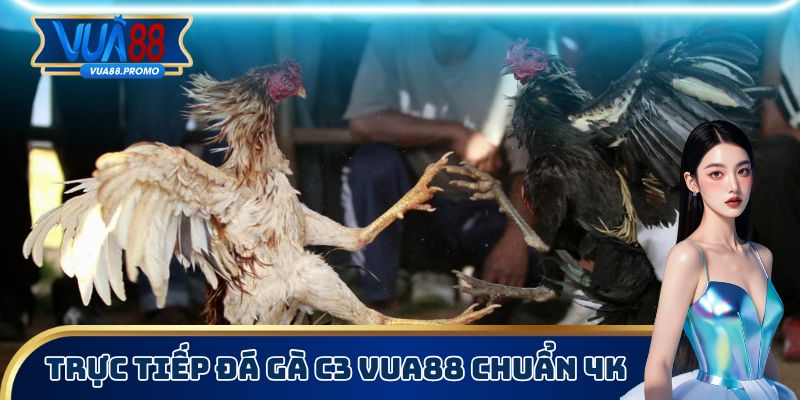 Trực tiếp đá gà C3 trên Vua88 có chất lượng 4K